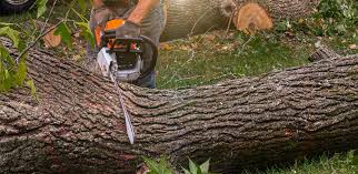 Best Lawn Grading and Leveling  in Rosemead, CA