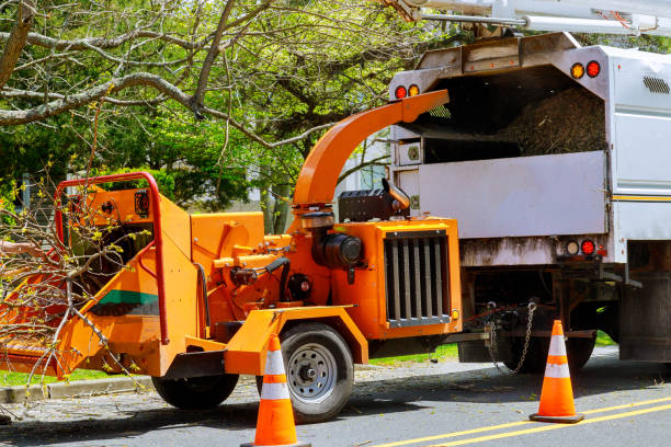 Best Tree Disease Treatment  in Rosemead, CA