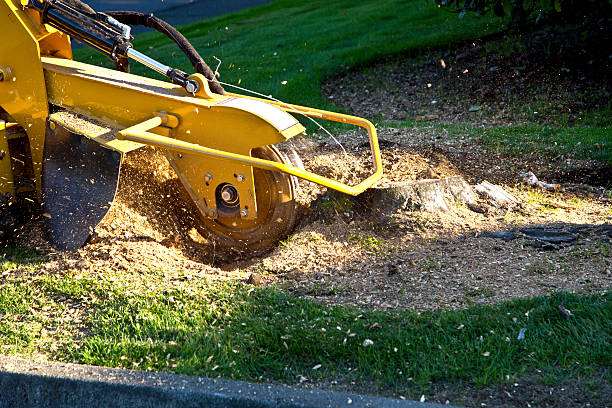 Mulching Services in Rosemead, CA