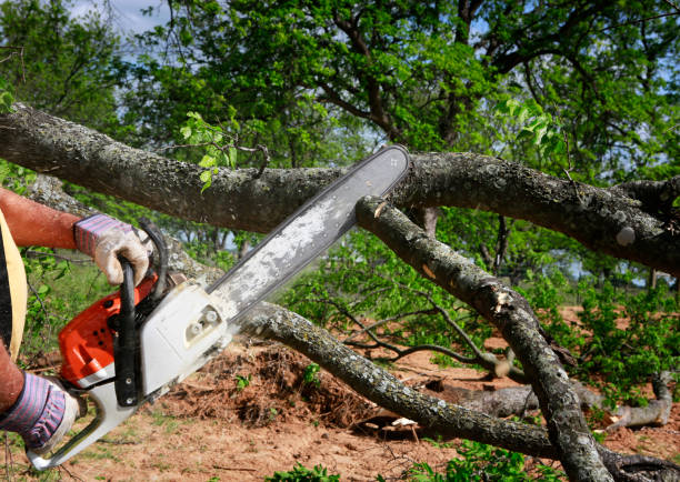 Reliable Rosemead, CA Tree Removal Solutions