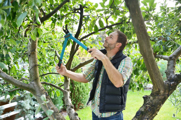 Tree and Shrub Care in Rosemead, CA